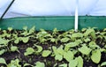 The gardenbed with radish sprouts, sheltered white geotextile