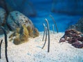 Gardened eels Royalty Free Stock Photo