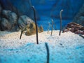 Gardened eels