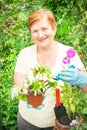 Gardener active senior elderly woman is planting strawberries in Royalty Free Stock Photo