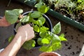 Gardener activity on the sunny balcony  -  repotting the plants Geranium, Pelargonium, pepper plants, squash seedlings and young Royalty Free Stock Photo