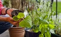 Gardener activity on the sunny balcony  -  repotting the plants Geranium, Pelargonium, pepper plants, squash seedlings and young Royalty Free Stock Photo