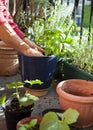 Gardener activity on the sunny balcony  -  repotting the plants Geranium, Pelargonium, pepper plants, squash seedlings and young Royalty Free Stock Photo