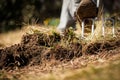 Gardener aerate soil and dig up the garden ground with a digging