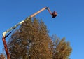 A gardener on an aerial work platform above the top of a tall plane tree.