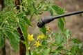 Gardener applaying an insecticide Royalty Free Stock Photo