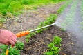 Gardener applaying an insecticide Royalty Free Stock Photo