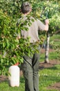 Gardener applying an insecticide fertilizer to his fruit shrubs Royalty Free Stock Photo