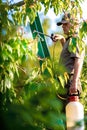 Gardener applying an insecticide fertilizer to his fruit shrubs Royalty Free Stock Photo