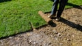 Gardener applying turfof roll green lawn grass the backyard Royalty Free Stock Photo