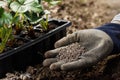 Gardener blending organic fertilizer humic granules with soil, enriching soil