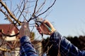 A gardener the branches of a fruit tree in his garden near his house