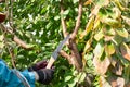 A gardener carefully cuts a thick branch from a fruit tree with a handsaw. Cherry tree rejuvenation Royalty Free Stock Photo