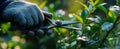 The gardener carefully prunes fresh green leaves with precision scissors..AI generated image Royalty Free Stock Photo