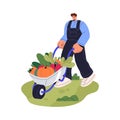 Gardener carries ripe vegetable by barrow. Farm worker rolls wheelbarrow with autumn harvest. Farmer growing organic