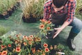 Gardener checking flower in flowerpot while working in garden Royalty Free Stock Photo