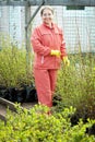 Gardener chooses bush sprouts Royalty Free Stock Photo