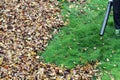 Gardener clearing up the leaves using a leaf blower tool Royalty Free Stock Photo