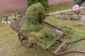 Gardener collecting cut lawn in yard cart for composting.
