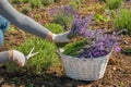 gardener collects in a basket cut lavender