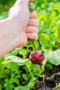 A gardener collects fresh red radish on an organic farm leading an environmentally friendly lifestyle, a farmer grows red radish,