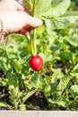 A gardener collects fresh red radish on an organic farm leading an environmentally friendly lifestyle, a farmer grows red radish,