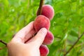 The gardener collects red ripe peaches from a tree branch. Fruit growing and harvesting Royalty Free Stock Photo