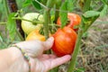 A gardener collects red ripe tomatoes from a bush. Growing vegetables and harvesting