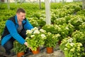 Gardener controlling quality of perennial flowers Royalty Free Stock Photo