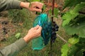 Gardener covers blue grape bunches in protective bags to protect