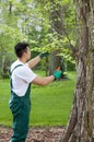 Gardener cropping tree Royalty Free Stock Photo