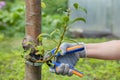 gardener cuts a branch on an apple tree with scissors Royalty Free Stock Photo