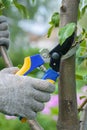 gardener cuts a branch on an apple tree with scissors. Royalty Free Stock Photo