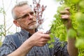 The gardener cuts the branch shears