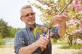 The gardener cuts the branches of a blossoming tree