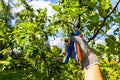 gardener cuts branches on a fruit tree