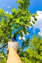 gardener cuts branches on a fruit tree Royalty Free Stock Photo