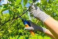 gardener cuts branches on a fruit tree