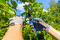 gardener cuts branches on a fruit tree Royalty Free Stock Photo