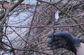 The gardener cuts the branches of the grapes with cutters Royalty Free Stock Photo