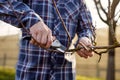 A gardener cuts a fruit tree with scissors Royalty Free Stock Photo