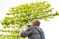 The gardener cuts the high ornamental tree shears Royalty Free Stock Photo