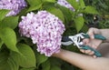 The gardener cuts the hydrangea flowers in the garden with garden scissors. The concept of garden work, plant care