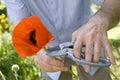 Gardener cuts poppy