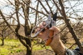Gardener cuts the pruning shears excess branches of fruit trees