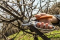 Gardener cuts the pruning shears excess branches Royalty Free Stock Photo