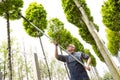 The gardener cuts the tall trees