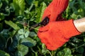 a gardener cuts a young strawberry mustache with a pruner Royalty Free Stock Photo