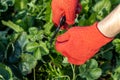 a gardener cuts a young strawberry mustache with a pruner Royalty Free Stock Photo