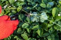 a gardener cuts a young strawberry mustache with a pruner Royalty Free Stock Photo